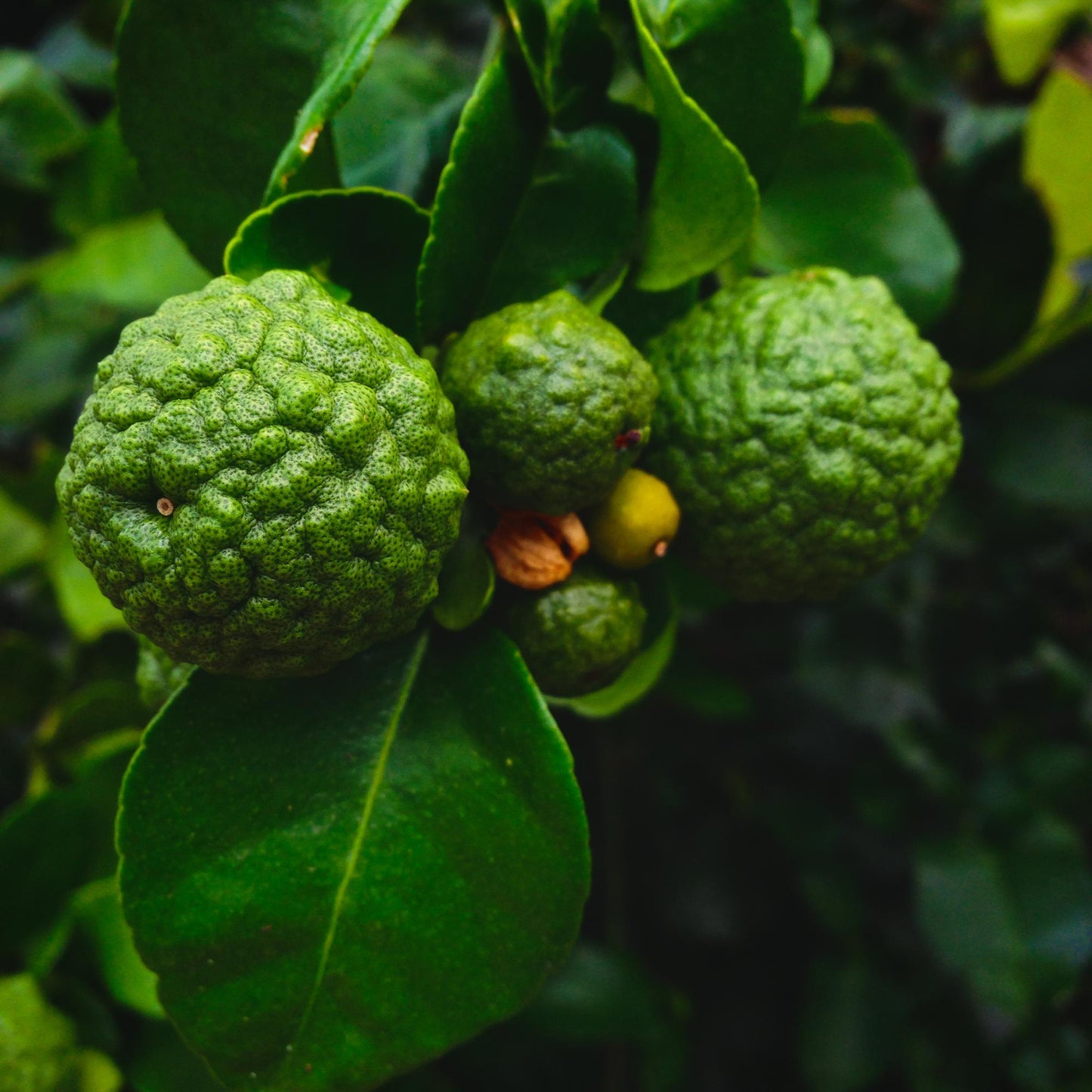 Fragancia de Bergamota Lúdika | Aroma Cítrico, Vibrante y Fresco