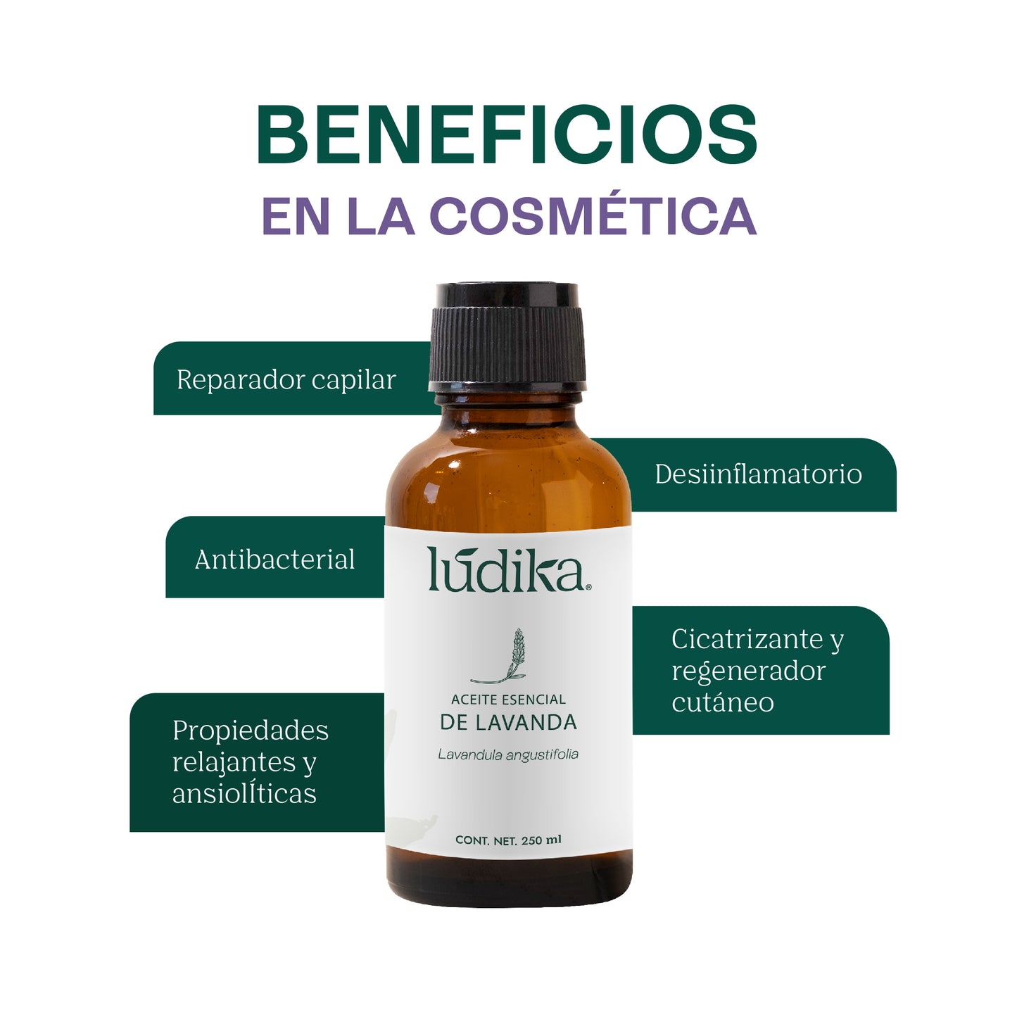 Aceite Esencial de Lavanda | Facial, Spa y Aromaterapia | Calmante, Regenerador Cutáneo y Equilibrante para Piel, Cabello y Mente