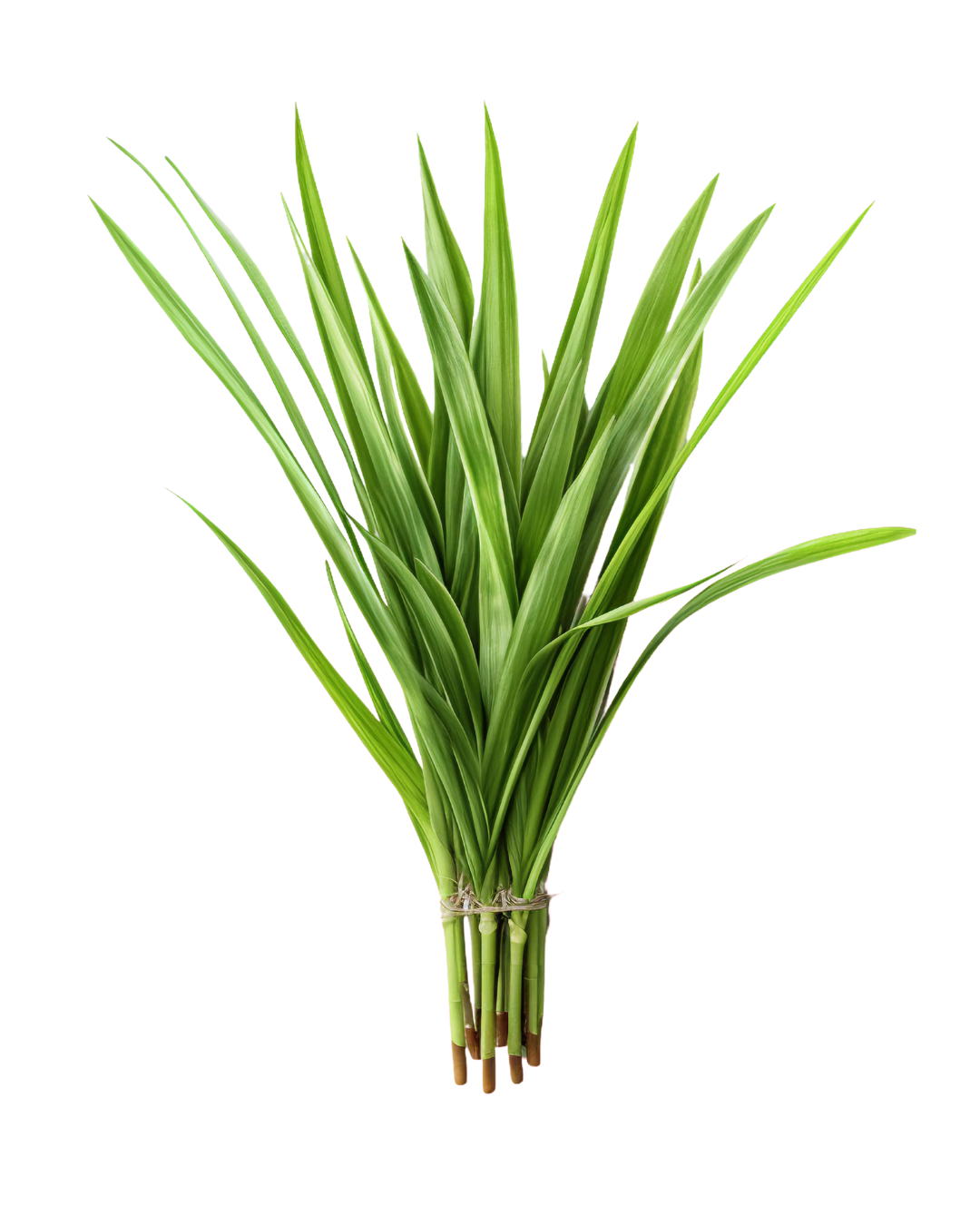 Fragancia de Lemongrass | Aroma cítrico, Herbal y Energizante