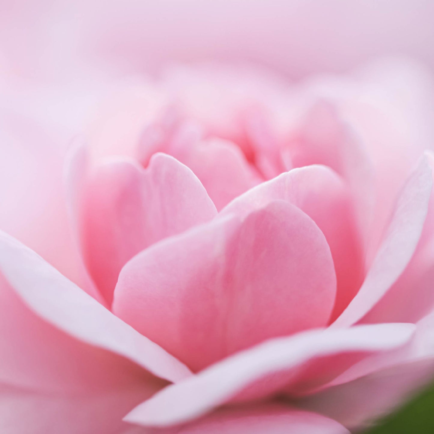 Fragancia Soft Touch | Aroma Floral, Suave y Delicado