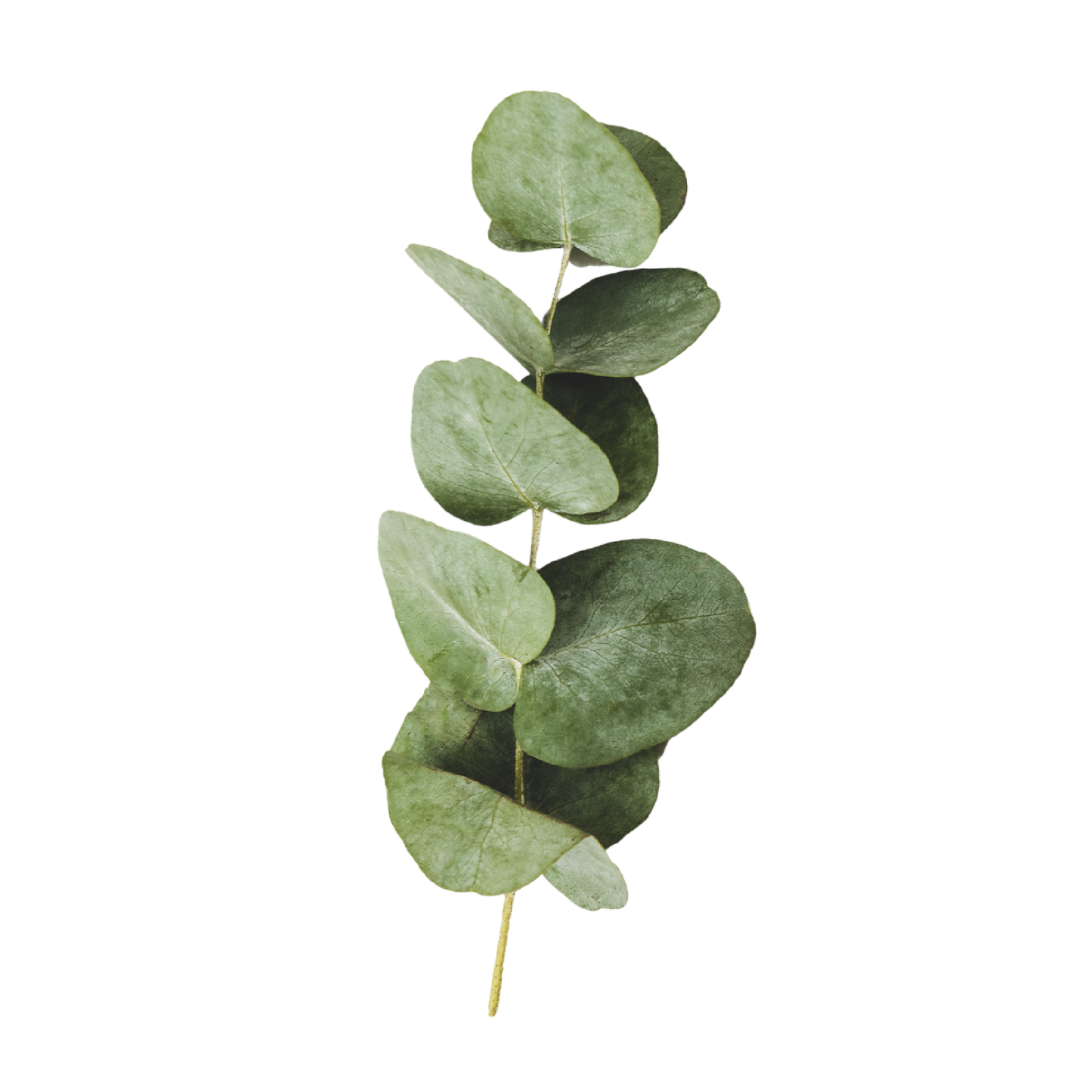 Aceite Esencial de Eucalipto | Corporal, Capilar y Aromaterapia | El Aliento Puro de la Naturaleza para Vías Respiratorias, Piel y Hogar Fresco
