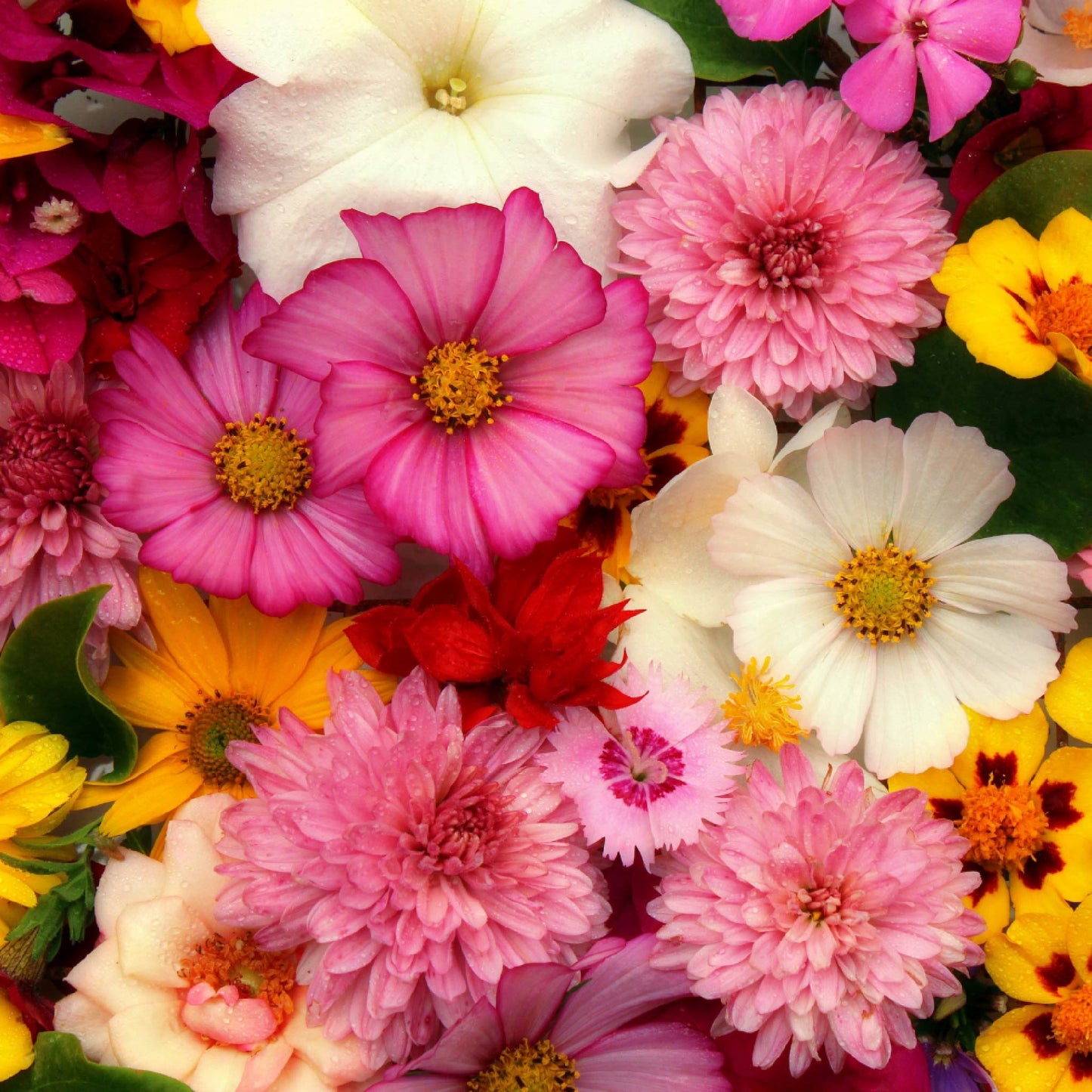 Fragancia Floral | Aroma Clásico, Dulce y Romántico