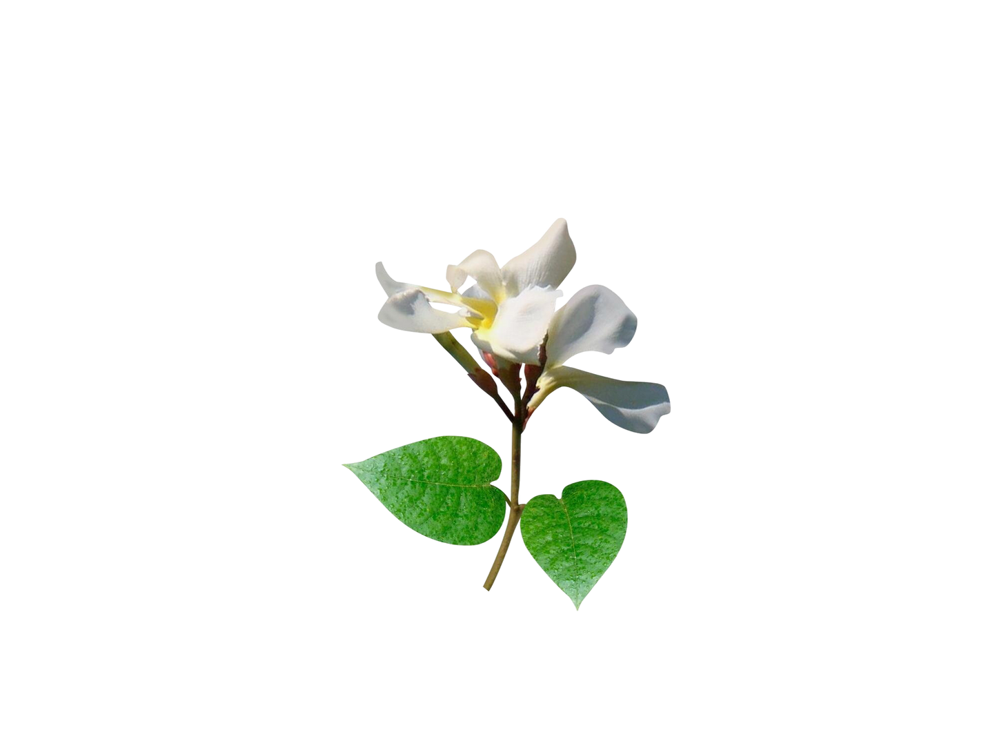 Fragancias Bienestar | Ambientación y Relajación | Velas, Difusores y Jabones