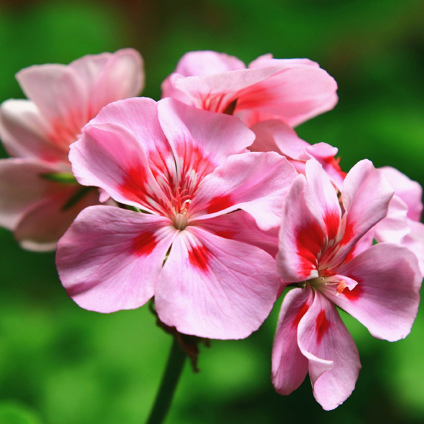 Fragancia de Geranio | Aroma Floral, Dulce y Relajante