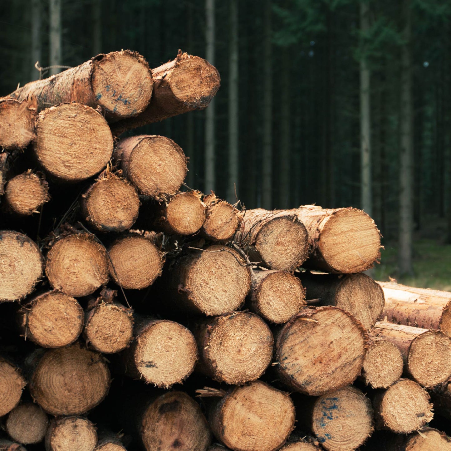 Fragancia de Maderas | Aroma Amaderado, Terroso y Sofisticado