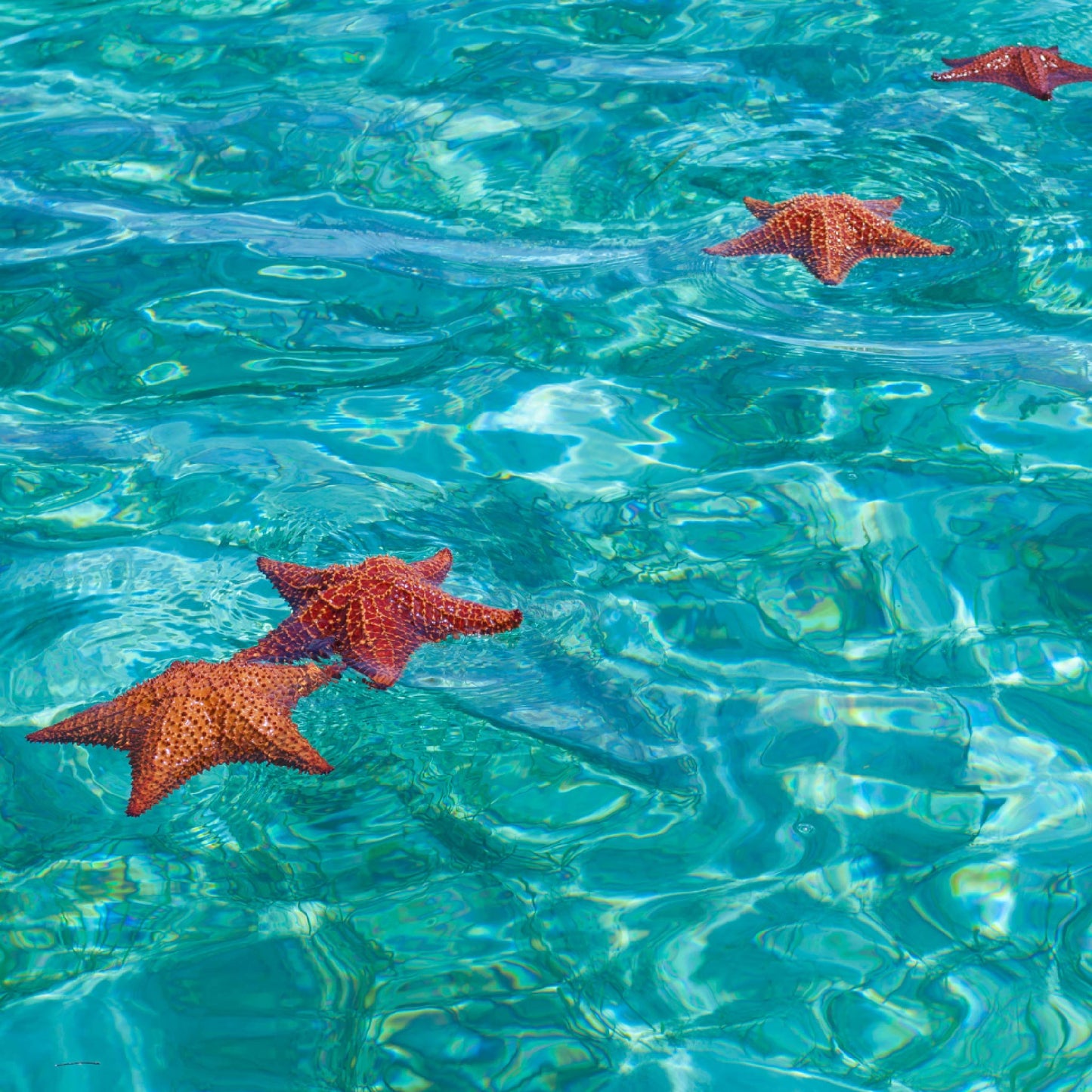 Fragancia de Mar Fresco | Aroma a Salitre, Brisa Marina y Libertad