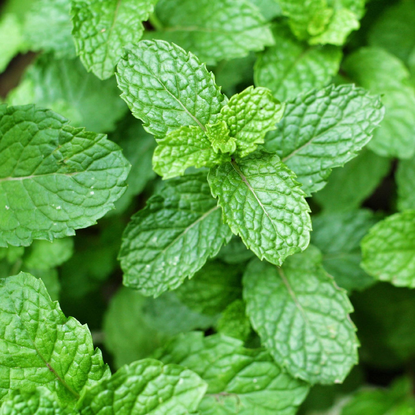 Fragancia de Mentol Lúdika | Aroma Fresco, Penetrante y Purificante