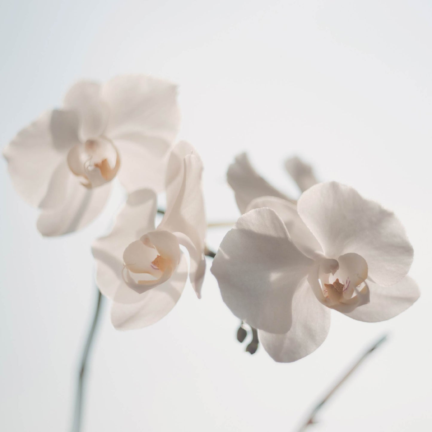 Fragancia de Orquídea | Aroma Floral, Dulce y Sofisticado