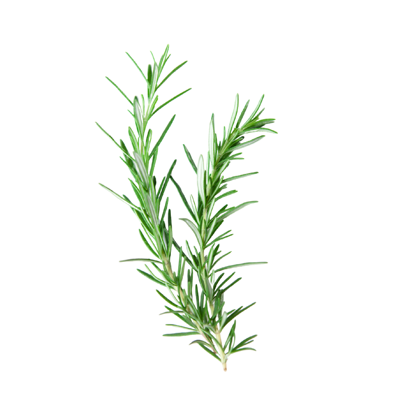 Aceite Esencial de Romero | Capilar, Facial y Aromaterapia | El Secreto Milenario para un Cabello Fuerte, Piel Renovada y Mente Despejada