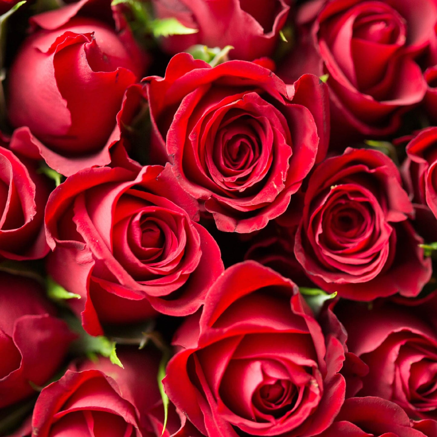 Fragancia de Rosas | Aroma Floral, Dulce y Sofisticado