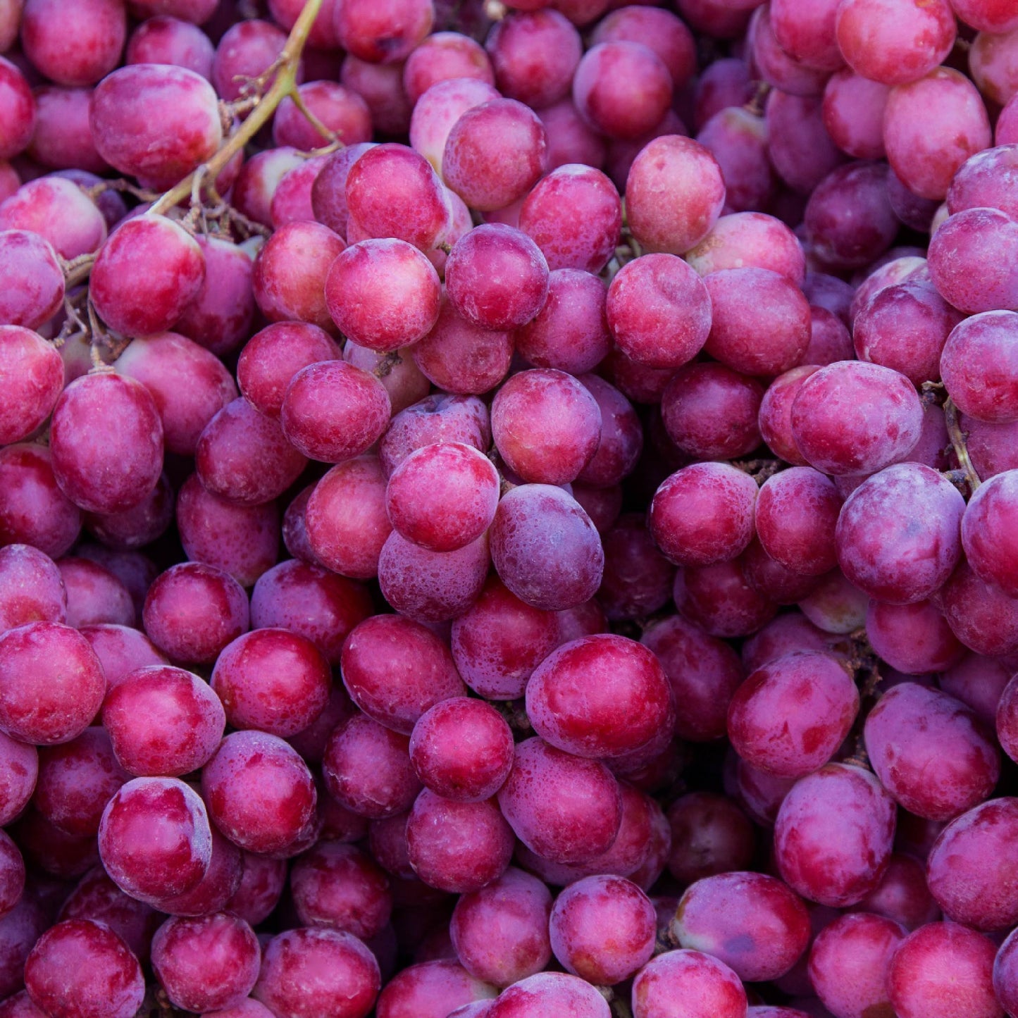 Fragancia de Uva | Aroma Frutal, Refrescante y Delicado