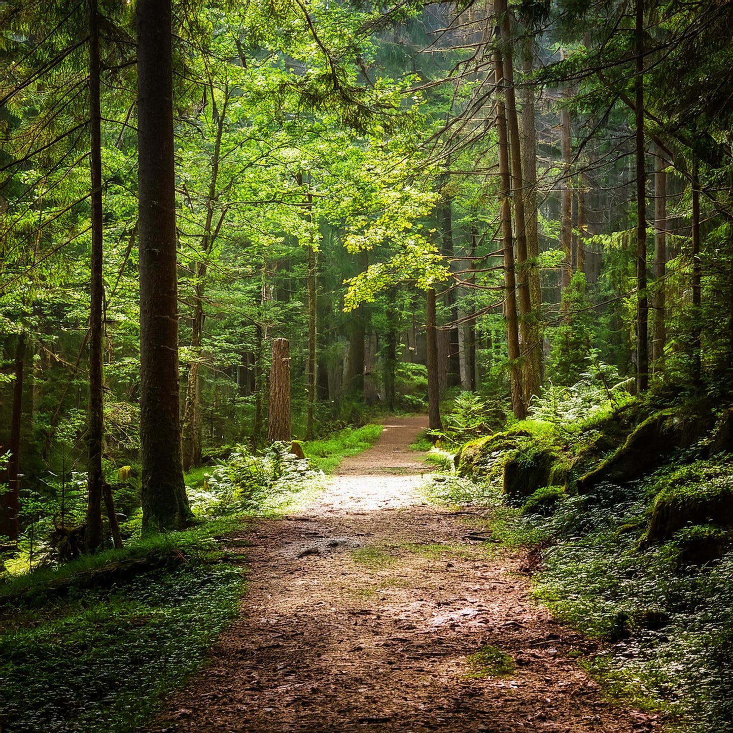 Fragancia Zodiac Bosques | Aroma Amaderado, Profundo y Misterioso