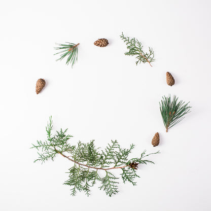 Fragancia de Bosque Nórdico | Aroma Amaderado, Fresco y Revitalizante