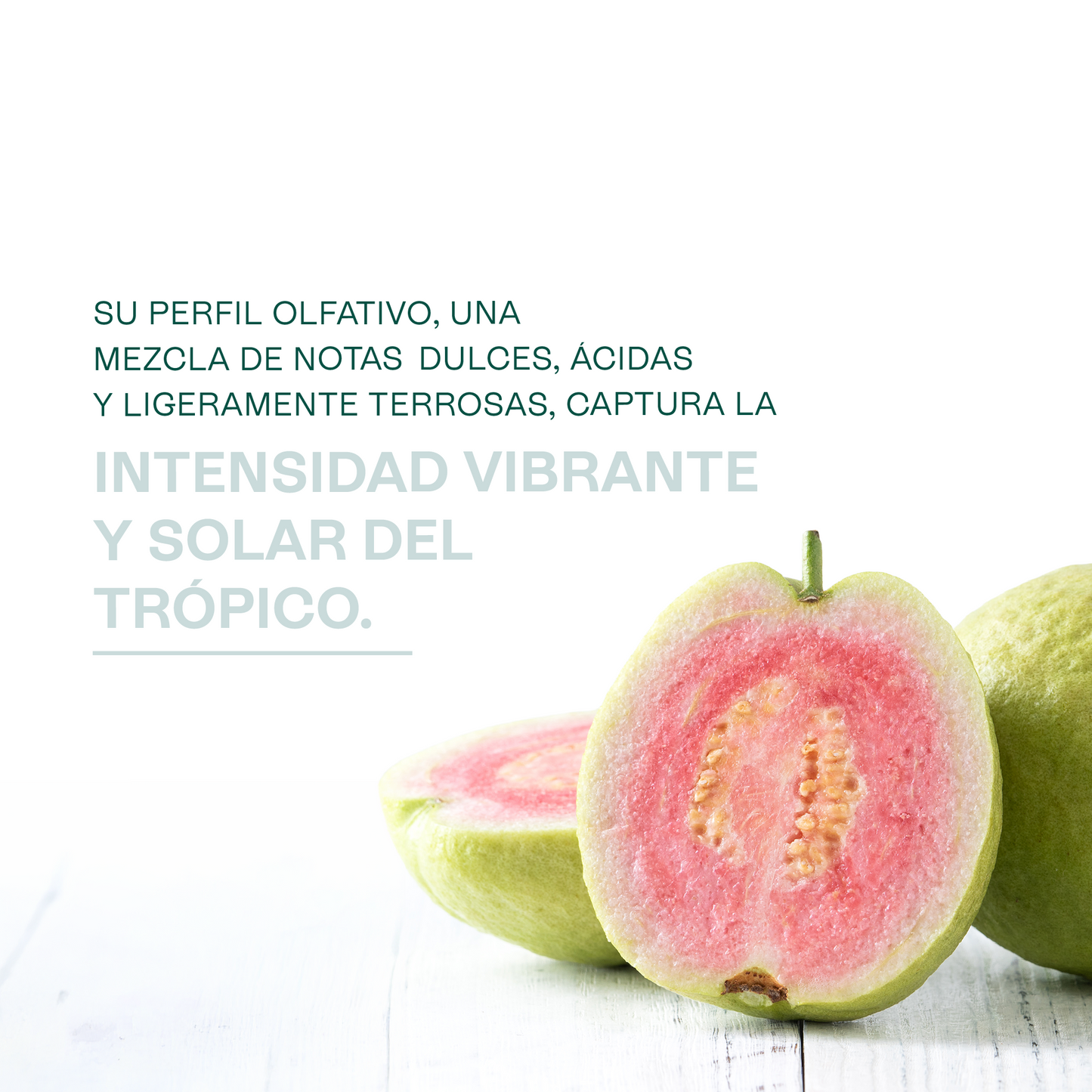 Fragancias de Temporada | Halloween y Navidad | Velas y jabones
