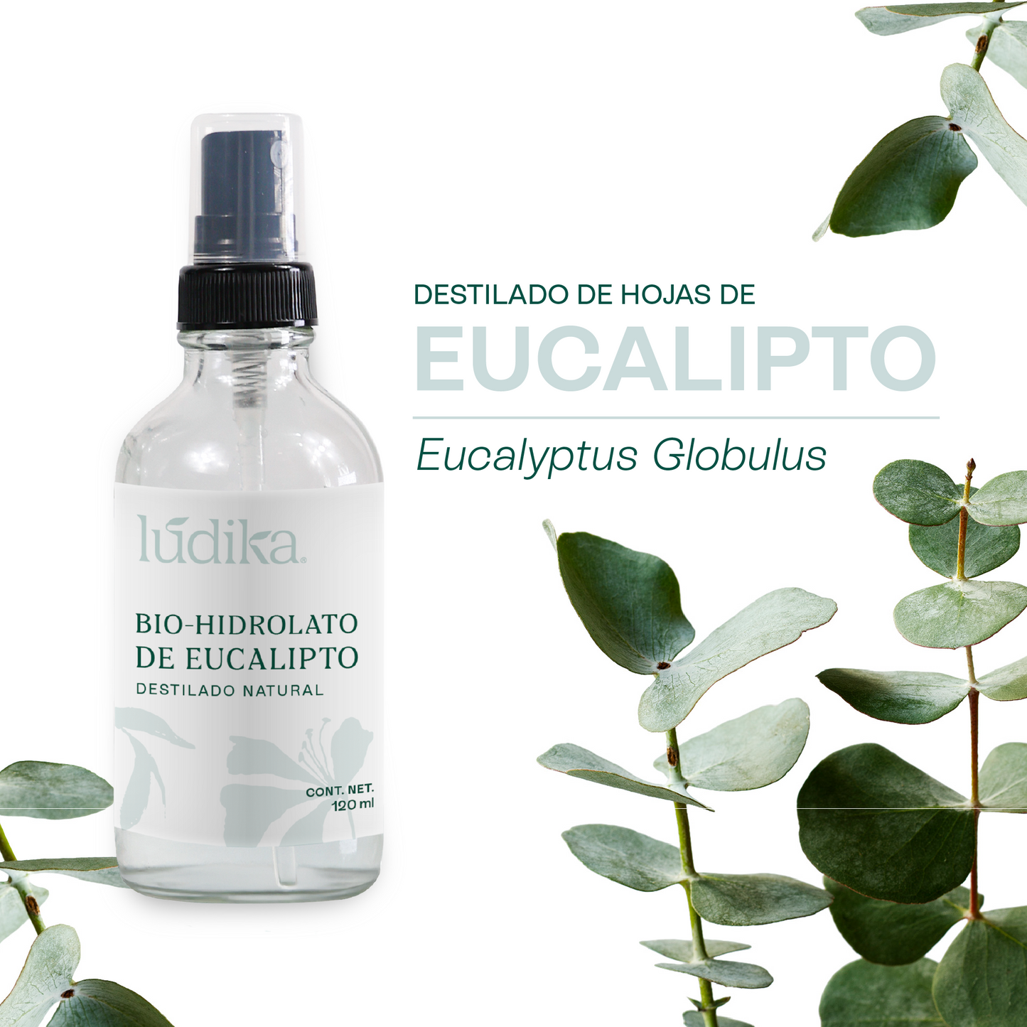 Hidrolato de Eucalipto | Facial y Corporal | Purificante, Astringente y Refrescante