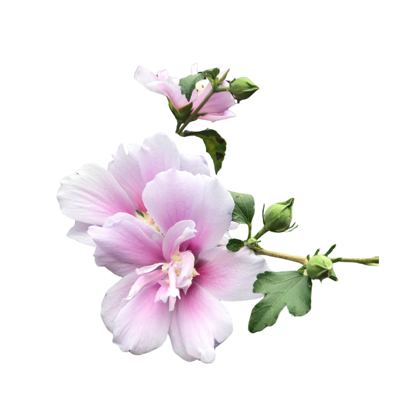 Fragancia Soft Touch | Aroma Floral, Suave y Delicado