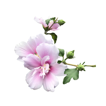Fragancia Soft Touch | Aroma Floral, Suave y Delicado