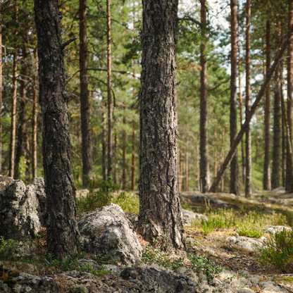 Fragancia de Bosque Nórdico | Aroma Amaderado, Fresco y Revitalizante
