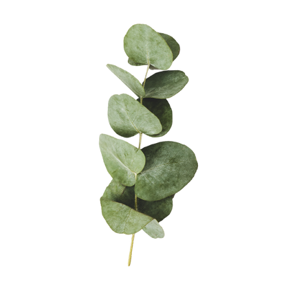 Aceite Esencial de Eucalipto | Corporal, Capilar y Aromaterapia | El Aliento Puro de la Naturaleza para Vías Respiratorias, Piel y Hogar Fresco