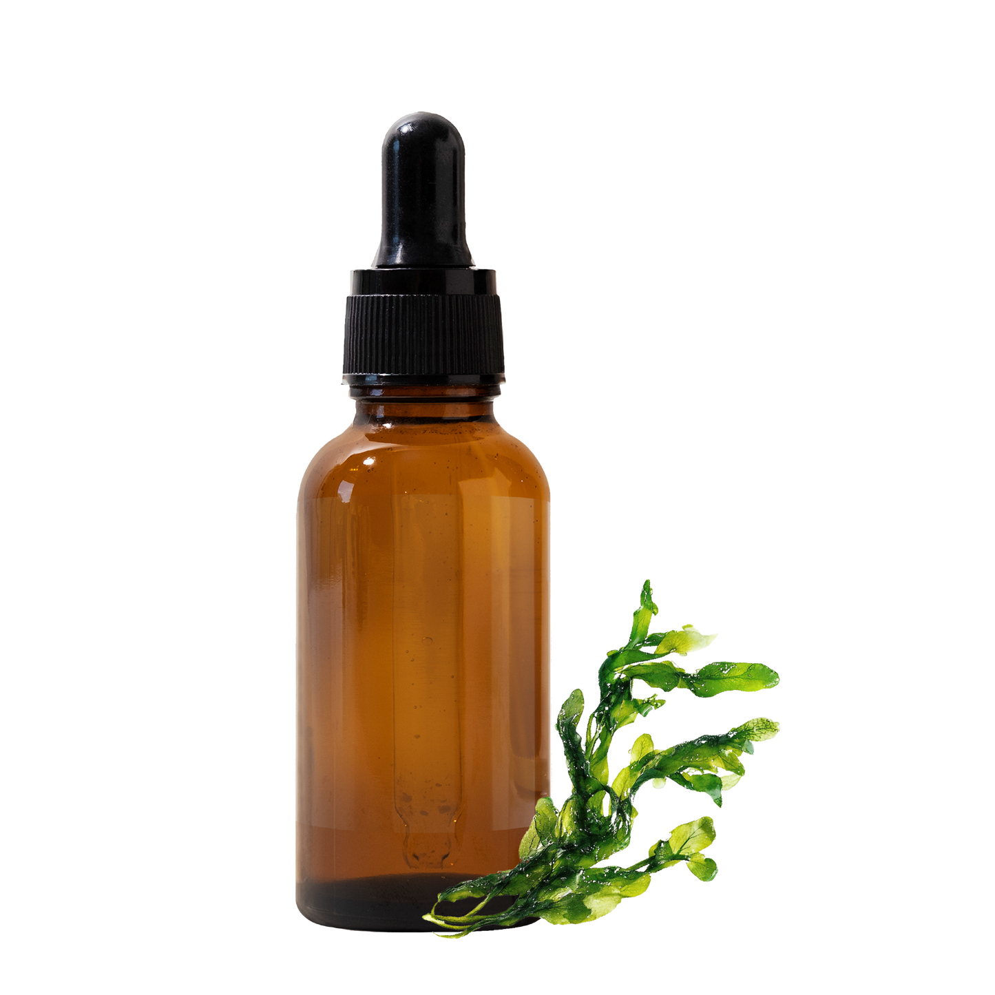 Extracto Glicólico de Algas Marinas | Facial, Corporal y Capilar | Activo Hidratante, Remineralizante y Tonificante