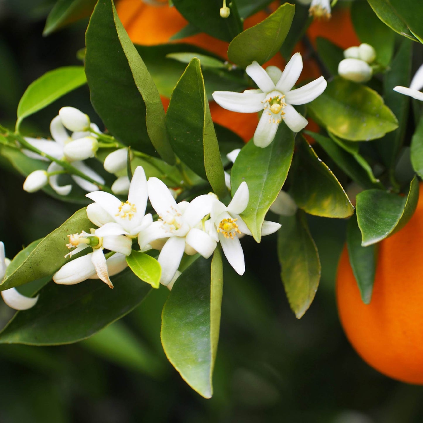 Fragancia de Flor de Naranjo | Aroma Floral, Cítrico y Relajante