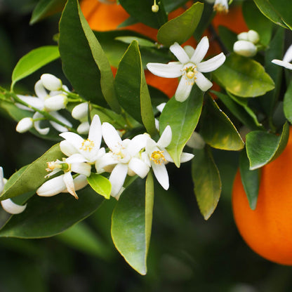 Fragancia de Flor de Naranjo | Aroma Floral, Cítrico y Relajante