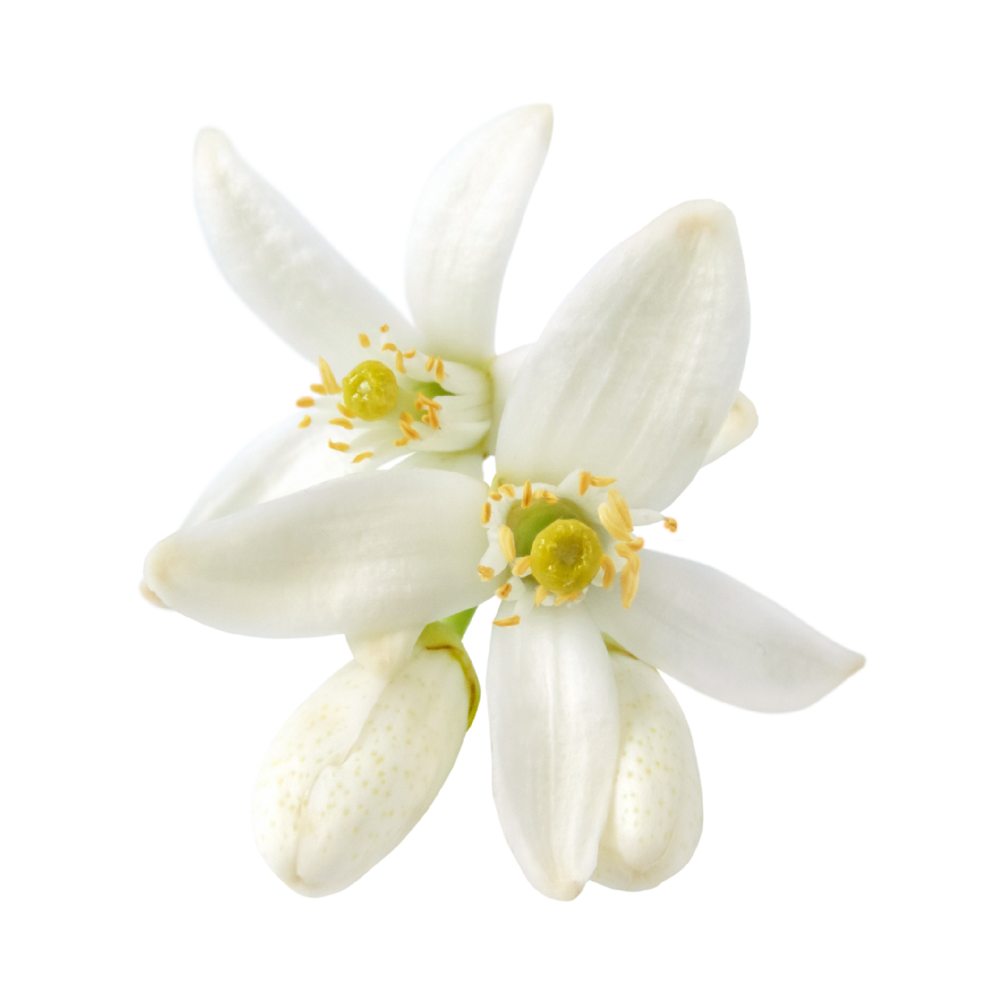Fragancia de Flor de Naranjo | Aroma Floral, Cítrico y Relajante