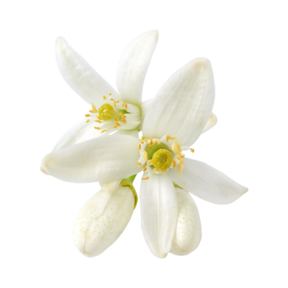 Fragancia de Flor de Naranjo | Aroma Floral, Cítrico y Relajante