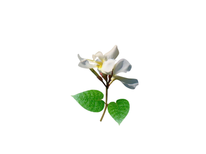 Fragancias Bienestar | Ambientación y Relajación | Velas, Difusores y Jabones