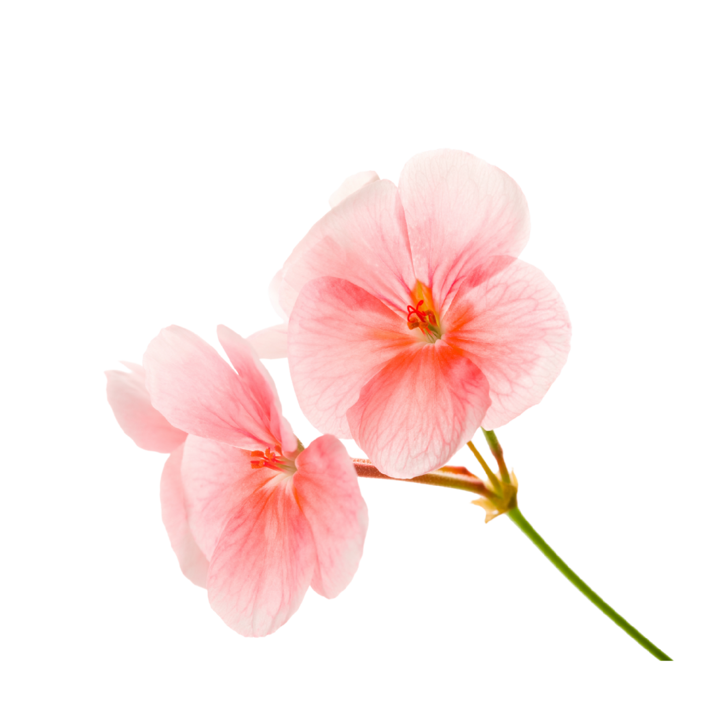 Fragancia de Geranio | Aroma Floral, Dulce y Relajante