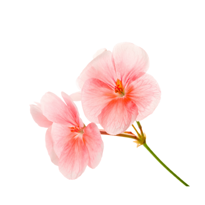 Fragancia de Geranio | Aroma Floral, Dulce y Relajante