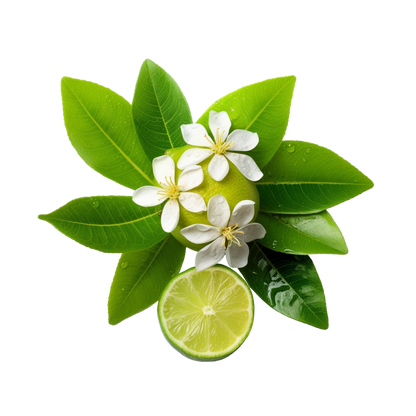 Fragancias Bienestar | Ambientación y Relajación | Velas, Difusores y Jabones