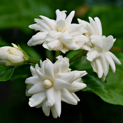 Fragancia de Jazmín | Aroma Floral, Dulce y Exótico