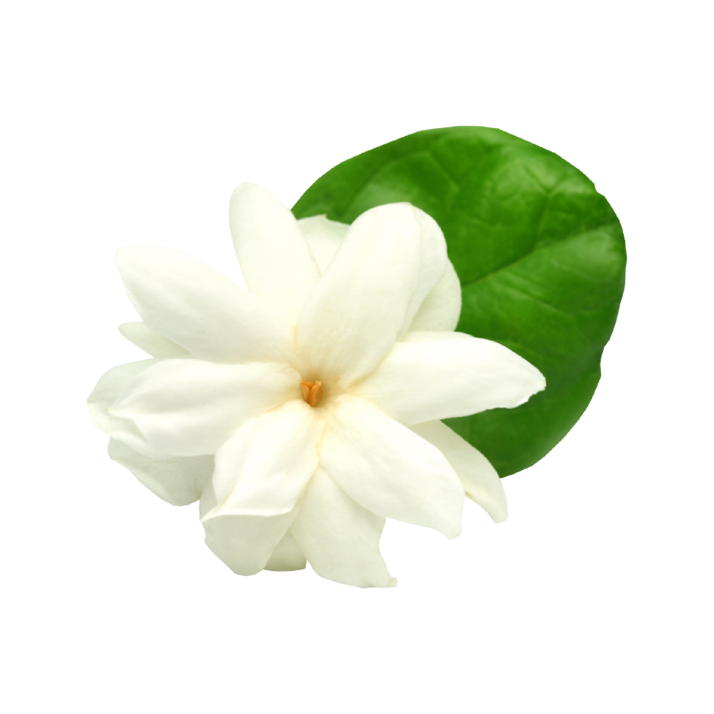 Fragancia de Jazmín | Aroma Floral, Dulce y Exótico