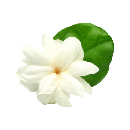 Fragancia de Jazmín | Aroma Floral, Dulce y Exótico