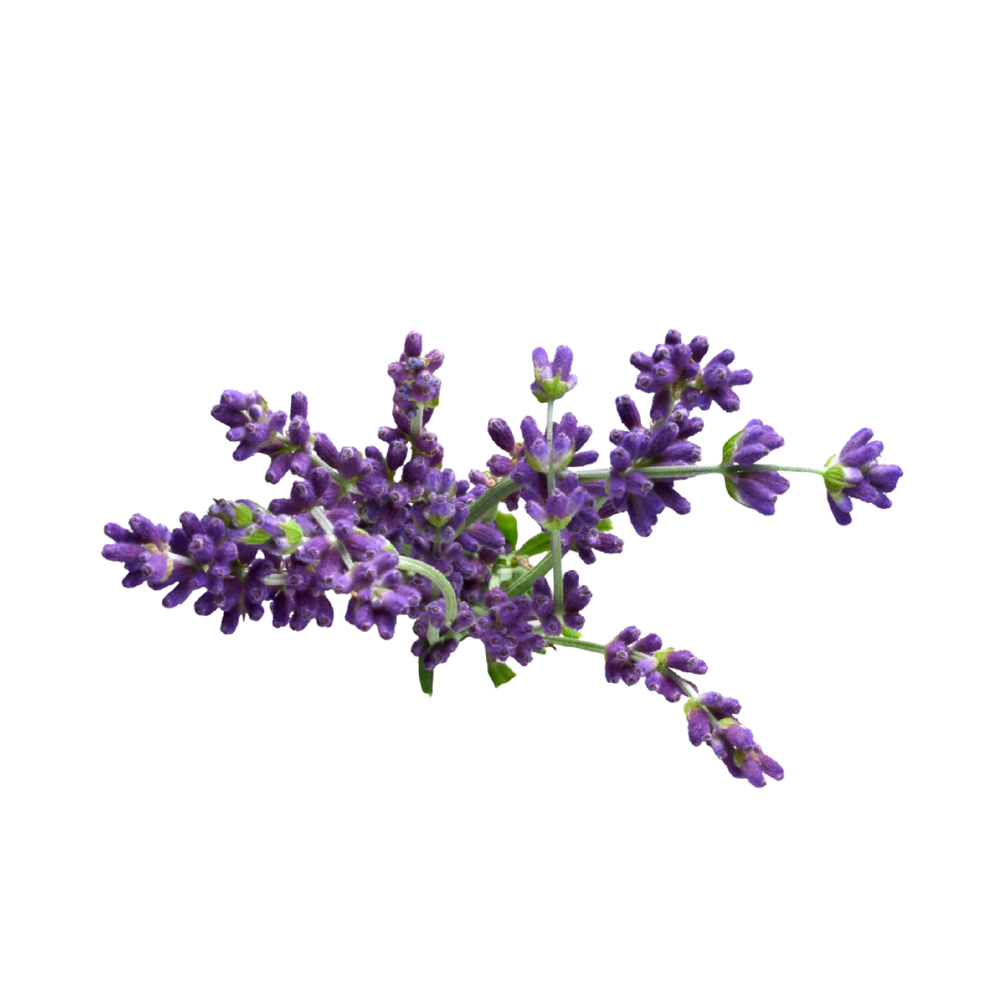 Fragancia de Lavanda | Aroma Floral, Herbal y Calmante