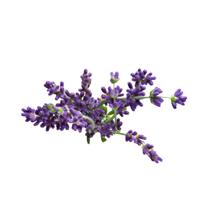 Fragancia de Lavanda | Aroma Floral, Herbal y Calmante