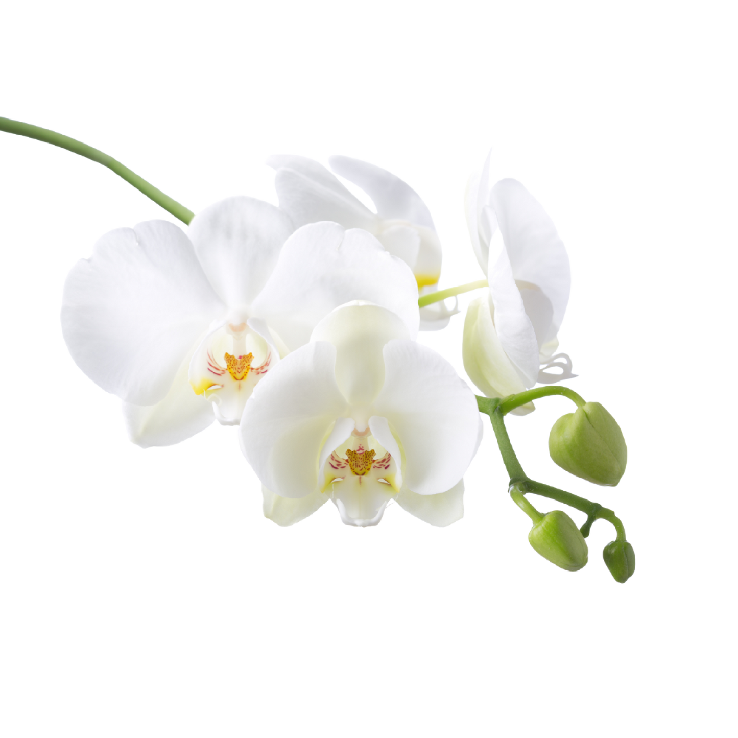 Fragancia de Orquídea | Aroma Floral, Dulce y Sofisticado