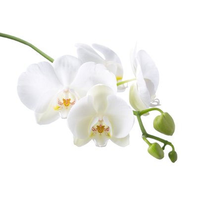 Fragancia de Orquídea | Aroma Floral, Dulce y Sofisticado