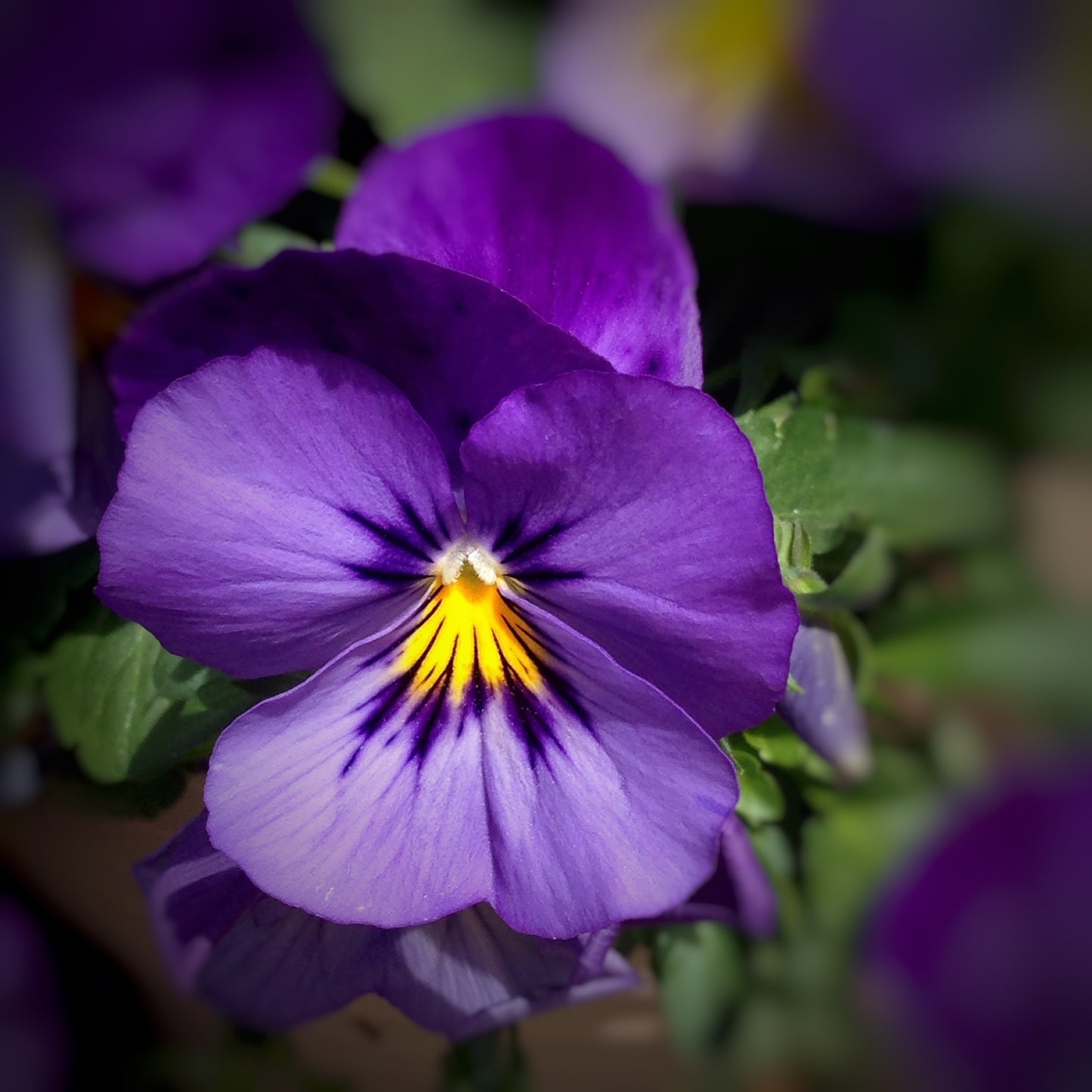 Fragancia de Violeta | Aroma clásico que evoca nostalgia y feminidad