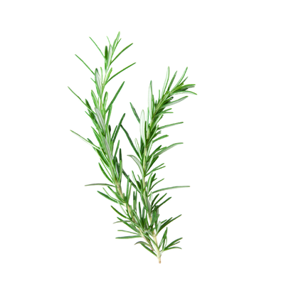 Aceite Esencial de Romero | Capilar, Facial y Aromaterapia | El Secreto Milenario para un Cabello Fuerte, Piel Renovada y Mente Despejada