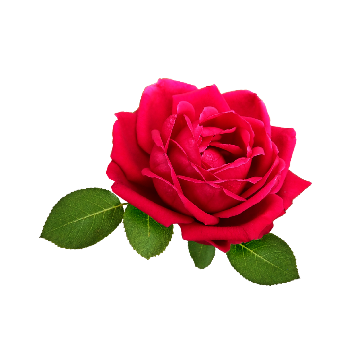 Fragancia de Rosas | Aroma Floral, Dulce y Sofisticado