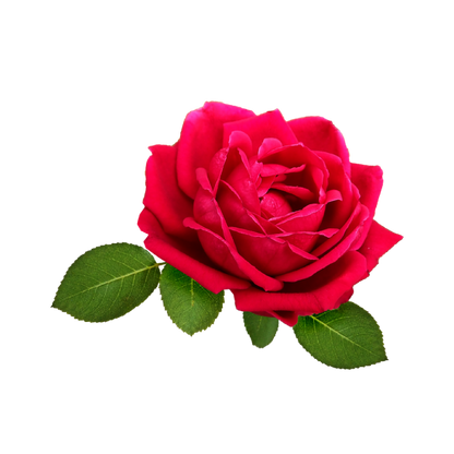 Fragancia de Rosas | Aroma Floral, Dulce y Sofisticado