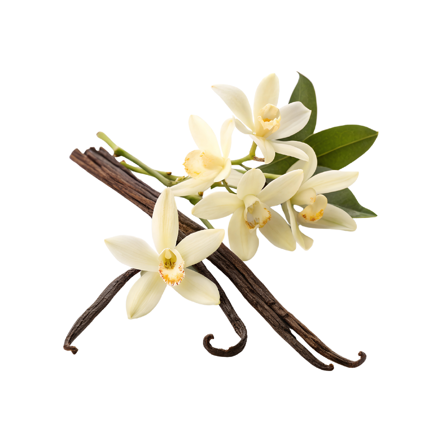 Fragancia de Vainilla Francesa | Aroma Dulce, Acogedor y Sofisticado