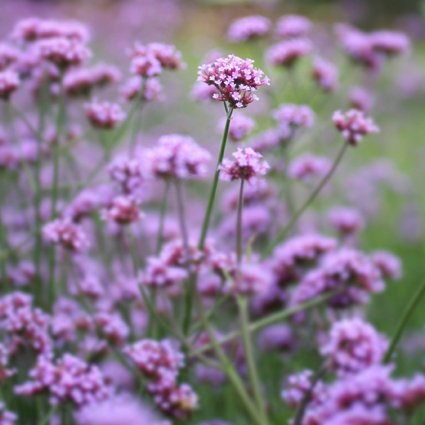 Fragancia de Verbena | Aroma Cítrico, Herbal y Revitalizante