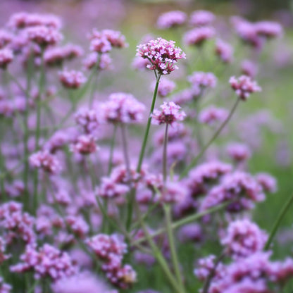 Fragancia de Verbena | Aroma Cítrico, Herbal y Revitalizante