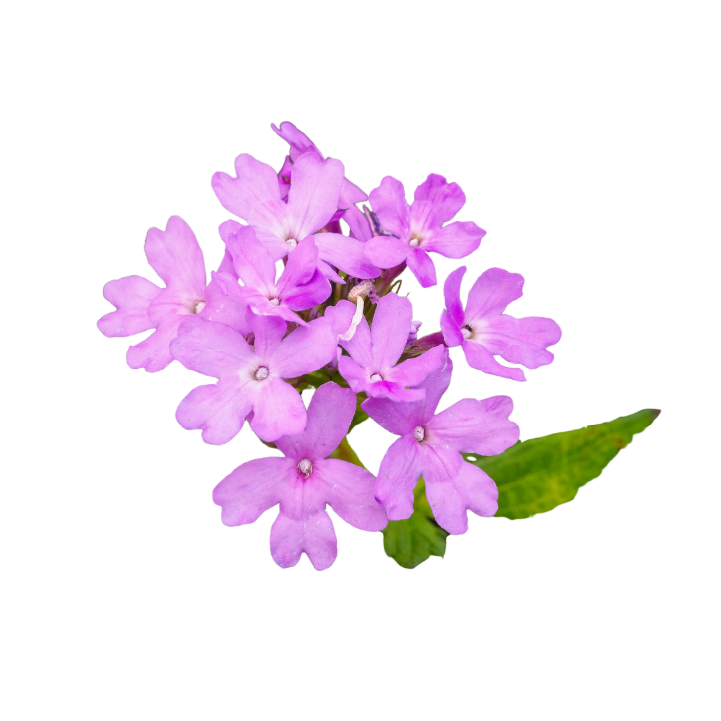 Fragancia de Verbena | Aroma Cítrico, Herbal y Revitalizante