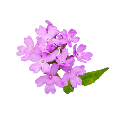 Fragancia de Verbena | Aroma Cítrico, Herbal y Revitalizante